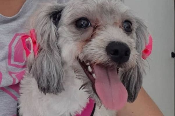 Leitores procuram pela cadela Belinha em Contagem