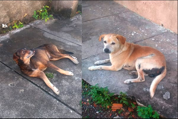Mais dois cães de rua agonizam e pedem socorro no Eldorado