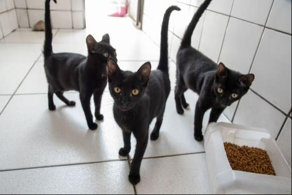 Cães e gatos à disposição para adoção na UVZ