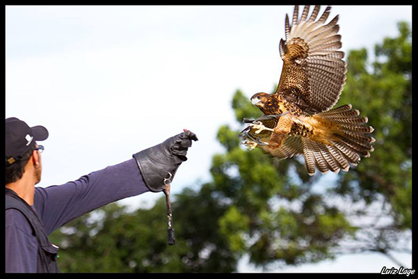 Festival Mineiro de Falcoaria será realizado em Contagem, neste mês