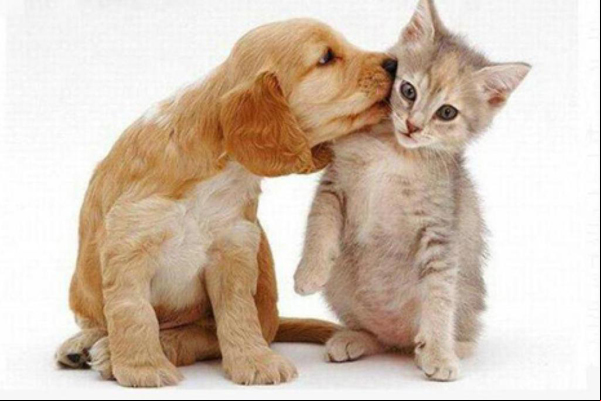 Feira de adoção de cães e gatos neste domingo no Big Shopping