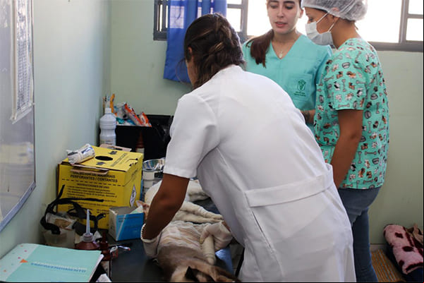 Contagem credencia clínicas veterinárias para castração de cães e gatos
