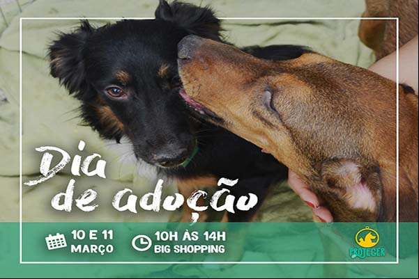 Fim de semana tem evento de adoção em Contagem