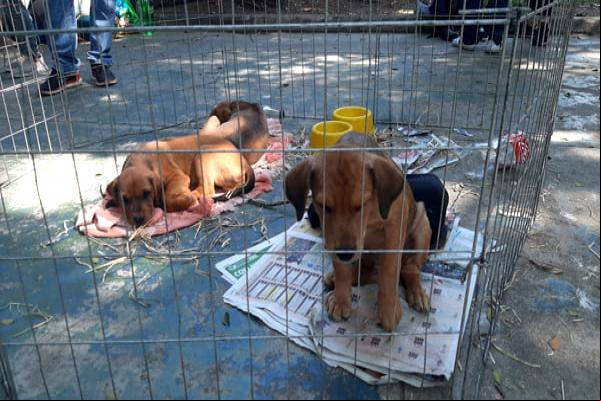 Parque Ecológico abre espaço para campanhas de adoção de cães e gatos