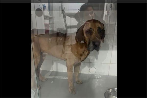 Cão fila doente e abandonado no Xangrilá é resgatado