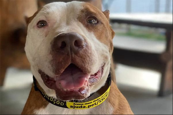 Adote um pitbull dócil e carinhoso