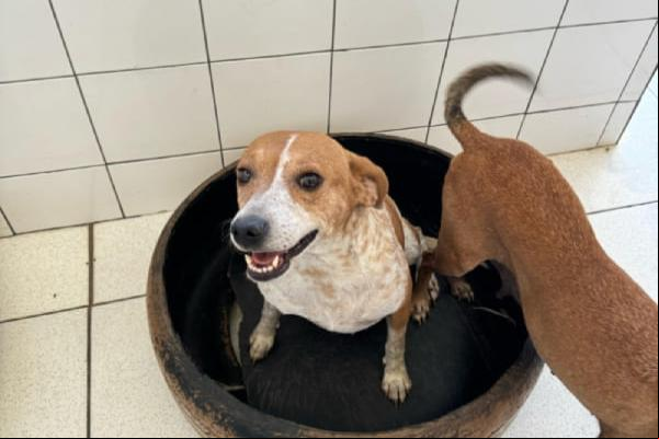 Evento de Adoção de Cães em Contagem busca tutores responsáveis