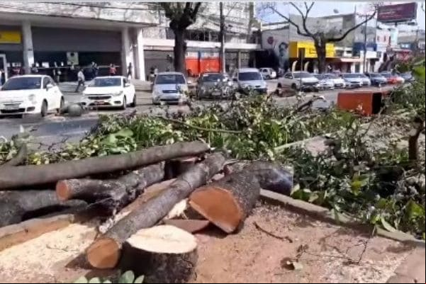 Prefeitura anuncia o plantio de 2.440 árvores em Contagem
