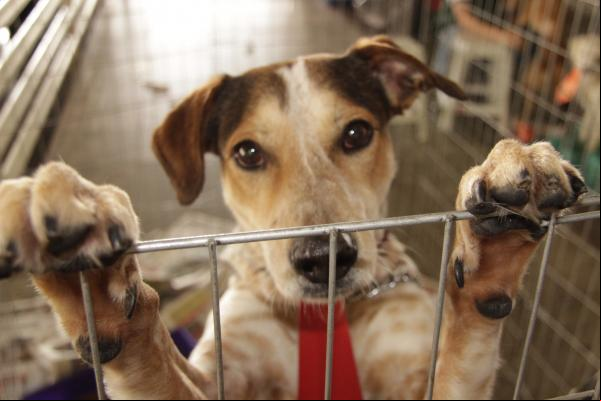5 cães adotados e centenas de pretendentes