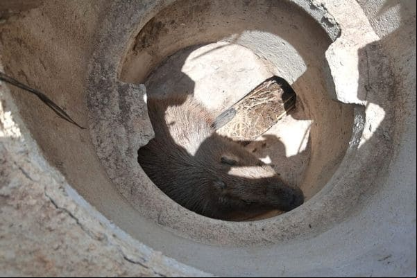 Capturas de animais silvestres na RMBH aumentaram em 2020