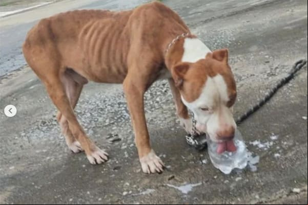 Termina hoje (14), as inscrições para participar do conselho de proteção animal