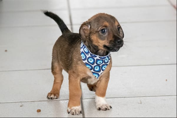 Adote um cão ou gato e ganhe um diploma “Amigo dos Bichos”