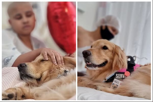 Terapia Assistida por Animais é retomada no Inca