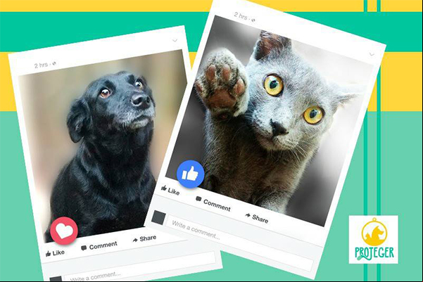 Cães e gatos estarão em evento de adoção no fim de semana