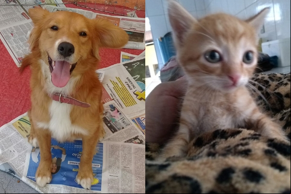 Evento de adoção reúne cães e gatos em shopping nesse sábado