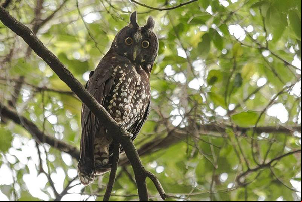 Corujas de espécie rara são fotografadas em parque de BH