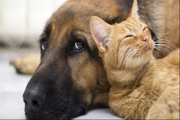 Cães e gatos podem ser adotados em evento no sábado