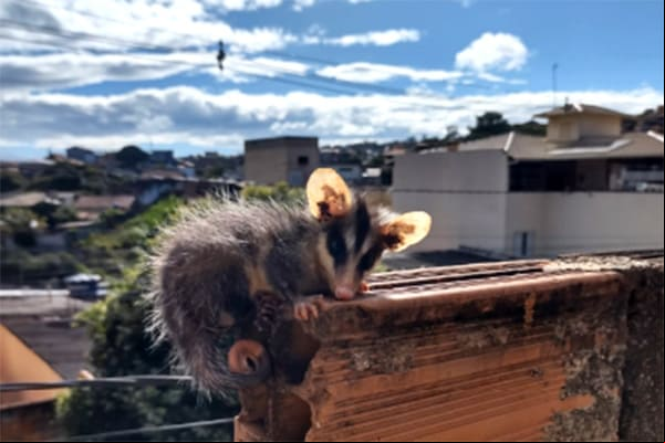 Gambá capturado em quintal é entregue a Guarda Civil Ambiental