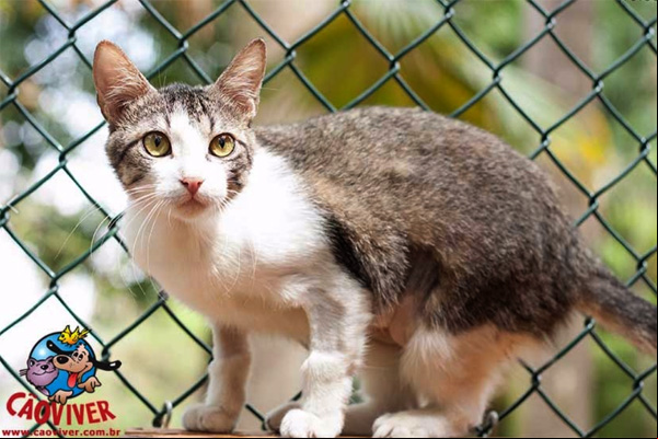 SOS: adote um felino