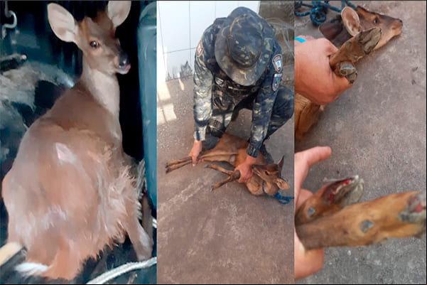 Guarda Civil de Contagem resgata veado catingueiro fugido do fogo