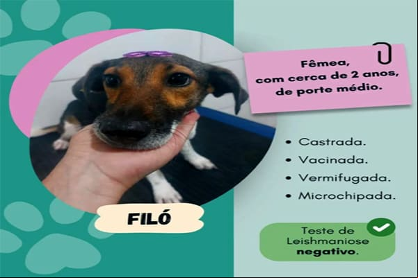Adoção de Cães e Gatos: Encontre um amigo de quatro patas no CSU Amazonas