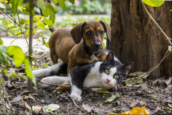 ONG Proteger promove novo evento de adoção animal