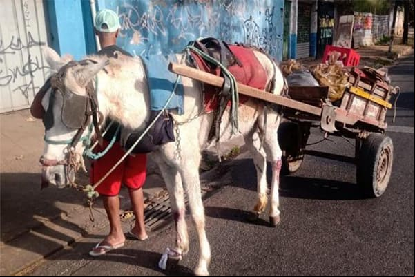 Fim das carroças em BH: viabilizamos!