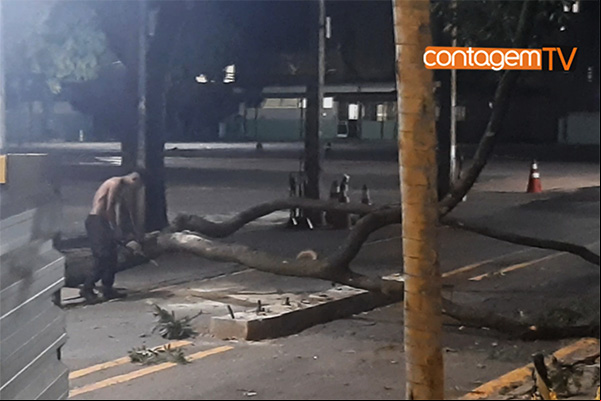 Árvores são derrubadas dentro de estacionamento em Contagem