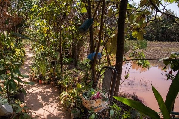 Proprietário de imóvel no Tropical ajuda a reflorestar área de preservação