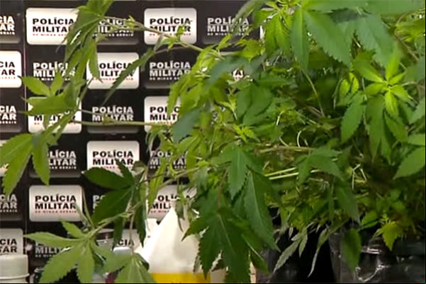 Polícia Militar descobre casa utilizada para cultivo de maconha