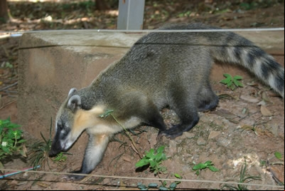 Parque das Mangabeiras, quatis convivem com visitantes