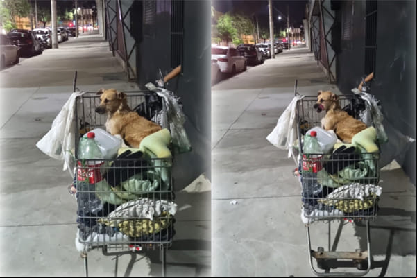Flagrante de morador e cão em situação de rua
