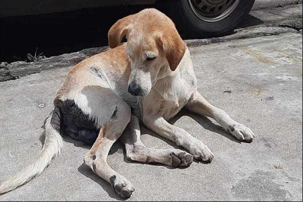 Leishmaniose visceral acomete cerca de 35 mil pessoas na década