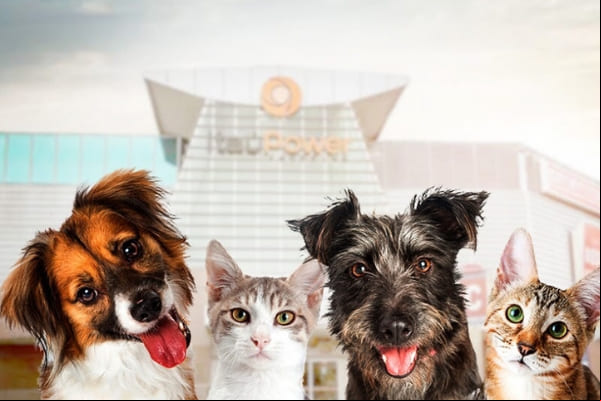 Evento de adoção reúne cães e gatos à espera de um lar