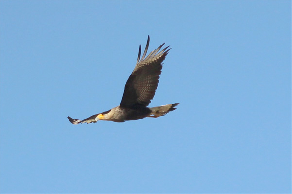Aves rapina cruzam o céu da cidade