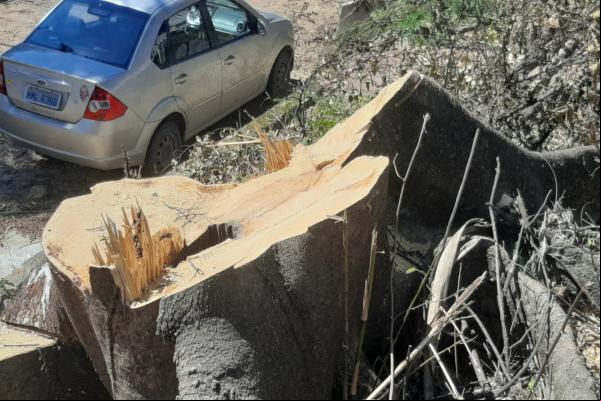 Movimento SOS Vargem das Flores denuncia corte de árvores