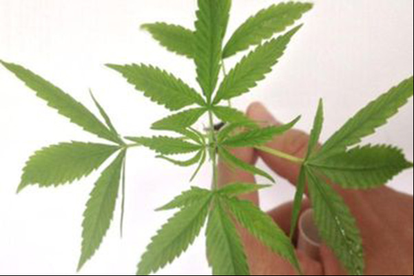 Após críticas, Senado apaga publicação sobre efeitos da maconha