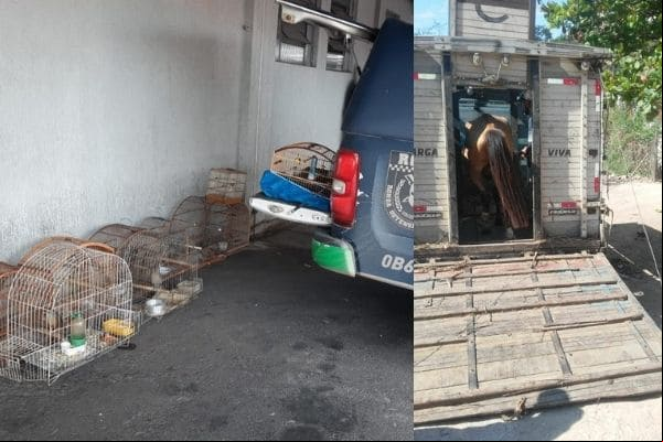 Animais maltratados e em cativeiro são resgatados em Contagem