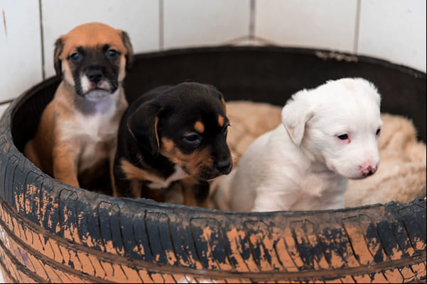 À disposição para adoção cães vítimas de acidentes e maus tratos 