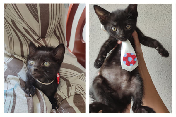 Gatinhos disponíveis para adoção, dóceis e amáveis