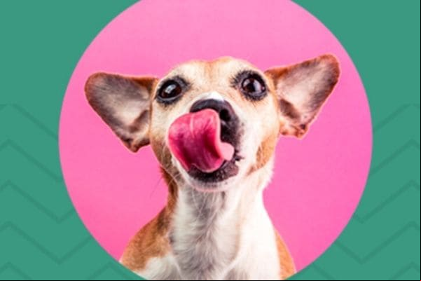 Sábado tem evento de adoção animal em Contagem