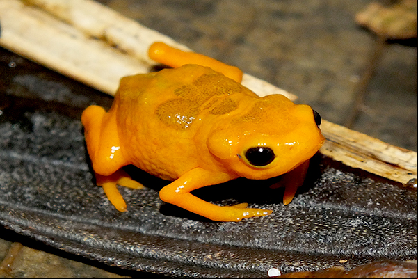 Nova espécie de sapo é encontrada em parque de Minas Gerais