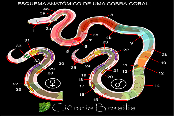 Acervo de serpentes nacionais está disponível na internet