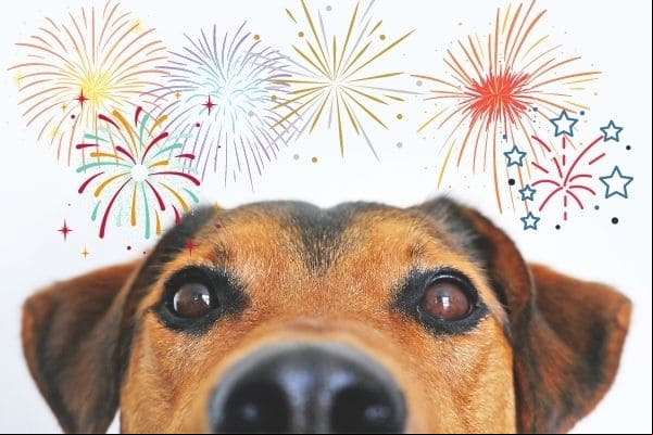 Réveillon exige cuidados redobrados com animais de estimação