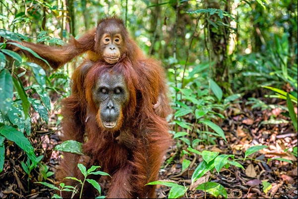 População de animais das Américas Central e do Sul caiu 89%