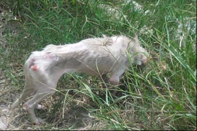 Leitor reclama do cão do vizinho