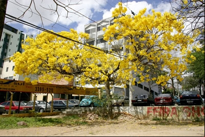 A primavera embeleza Contagem.