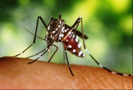 Dengue no Bairro Santa Luzia