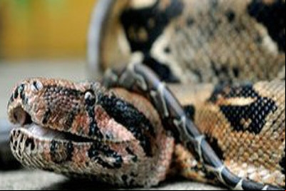 Homem é detido com mala cheia de cobras em aeroporto na Argentina