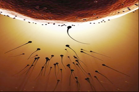 Miomas causam infertilidade